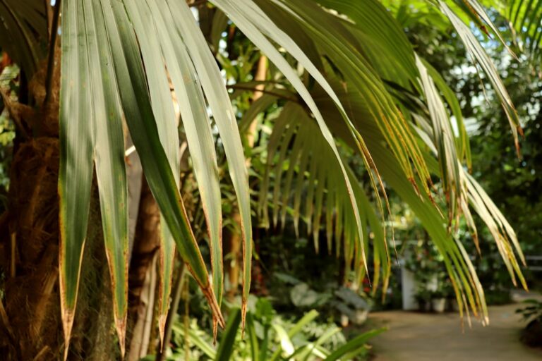 Uma Palmeira Com Muitas Folhas Verdes oFSCzgFwIJY