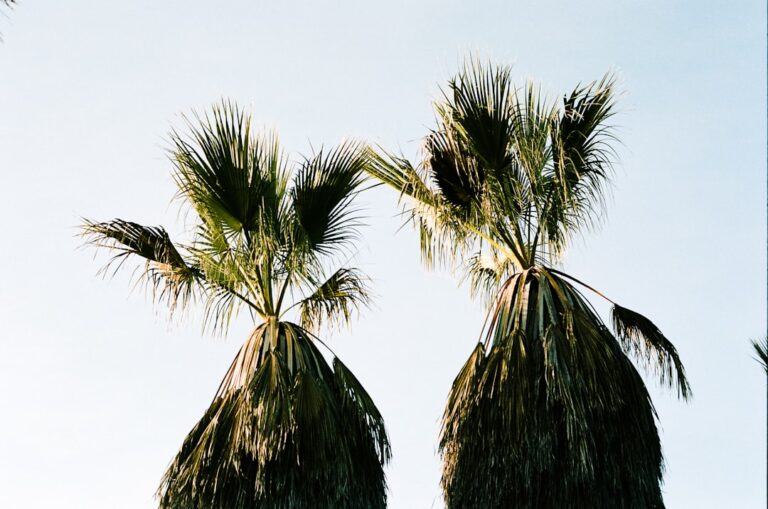 Um Par De Palmeiras Sentadas Uma Ao Lado Da Outra u4Lbv844Y6M