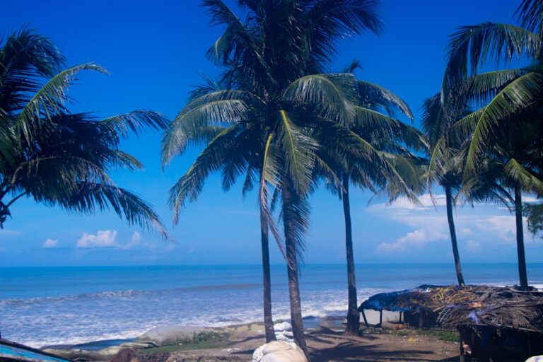 Palmeiras Alinham Uma Praia Com Um Ceu Azul Claro 54RuqATb2XU